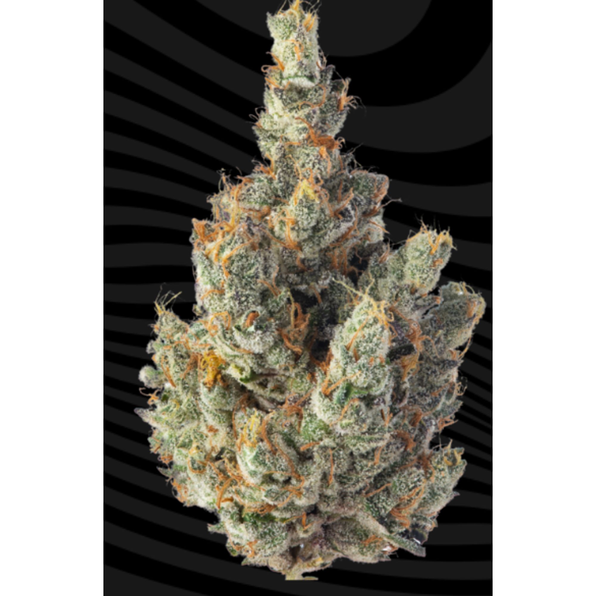 GMO 3.5G I3