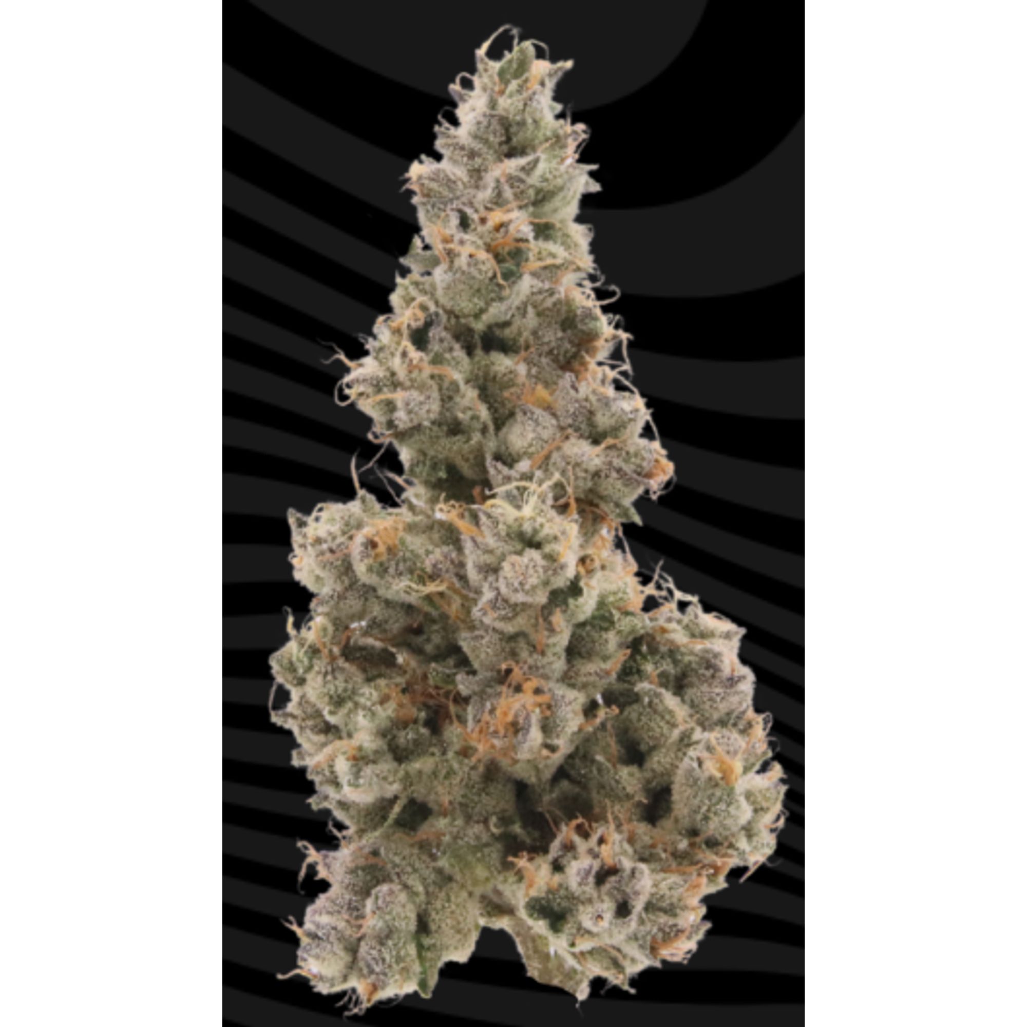 SOUR DIESEL 3.5 K4
