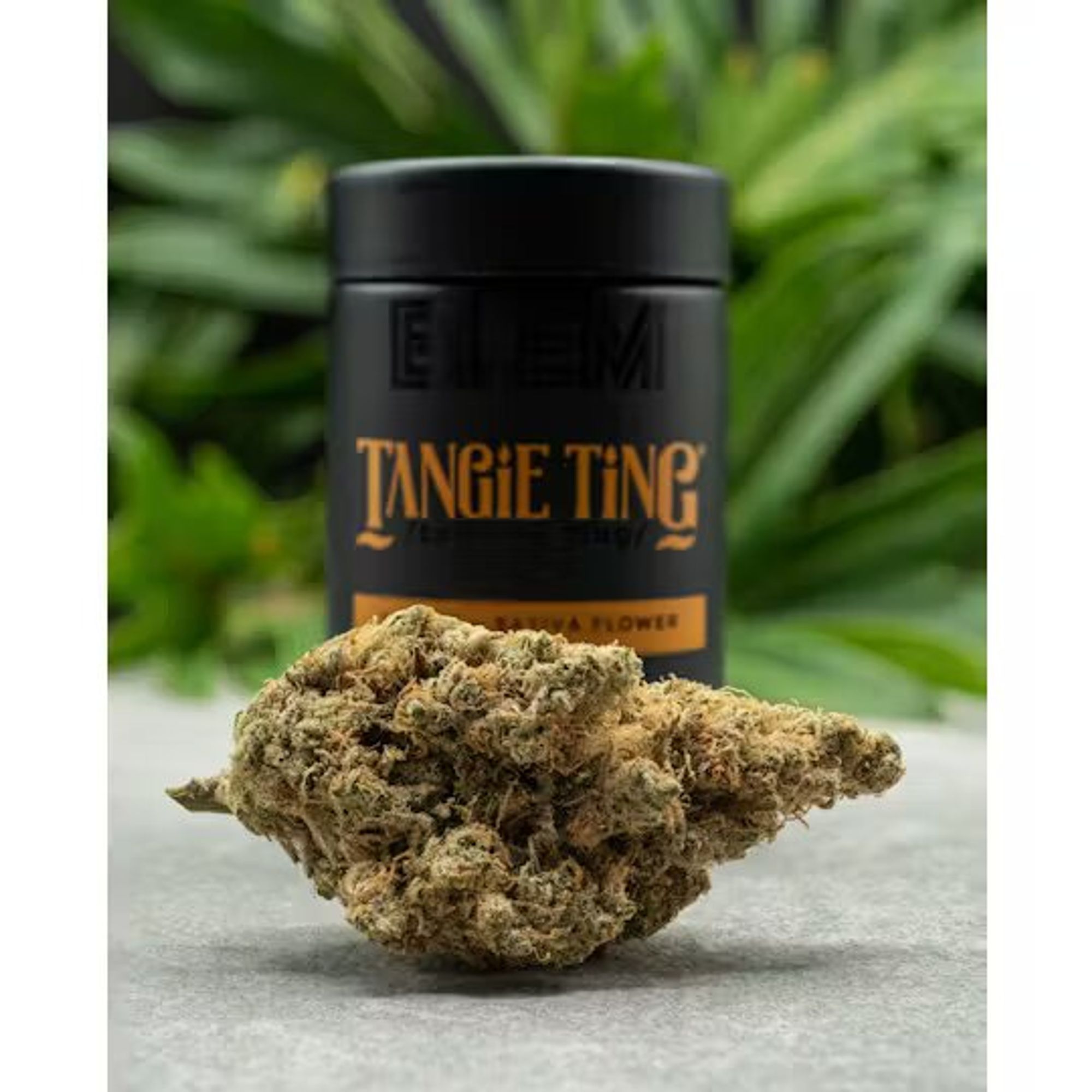 TANGIE TING 3.5G Q1