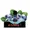 BERRY GANG POD 1G N2
