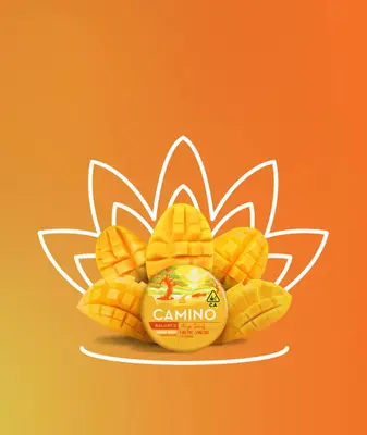 MANGO SERENITY BALANCE GUMMIES 1:1 A7