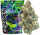 GRAMLIN - INDOOR FLOWER - OZ KUSH X GMO - 3.5G