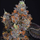 DARK ZUSHI 3.5G 1D